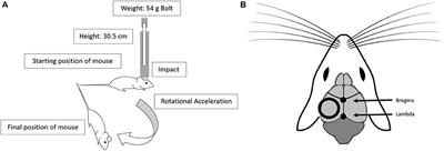 Titrating the Translational Relevance of a Low-Level Repetitive Head Impact Model